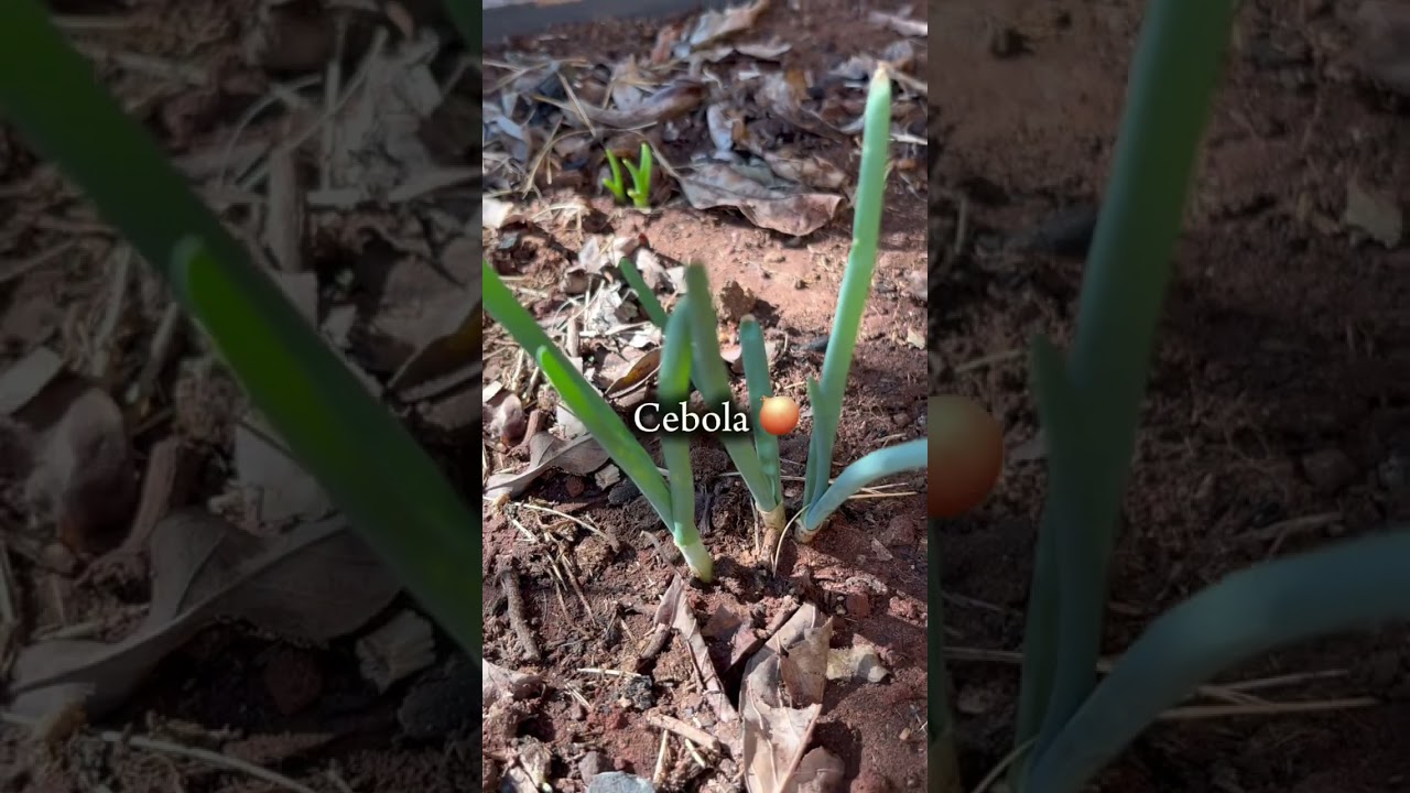 Tudo que plantei recentemente aqui na horta ,parte 2