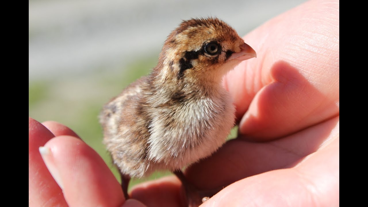 Tiger Tales. Raising Bobwhite Quail Organically with a Mother hen. Colin de Virginie Codorniz cotuí