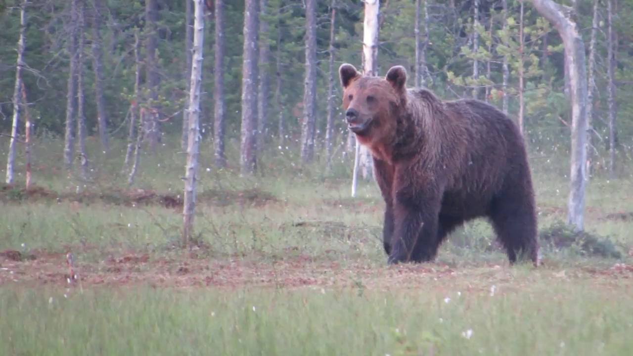 Europese bruine beer - Eurasian brown bear - Ursus arctos arctos / Kuika (part 2) Finland