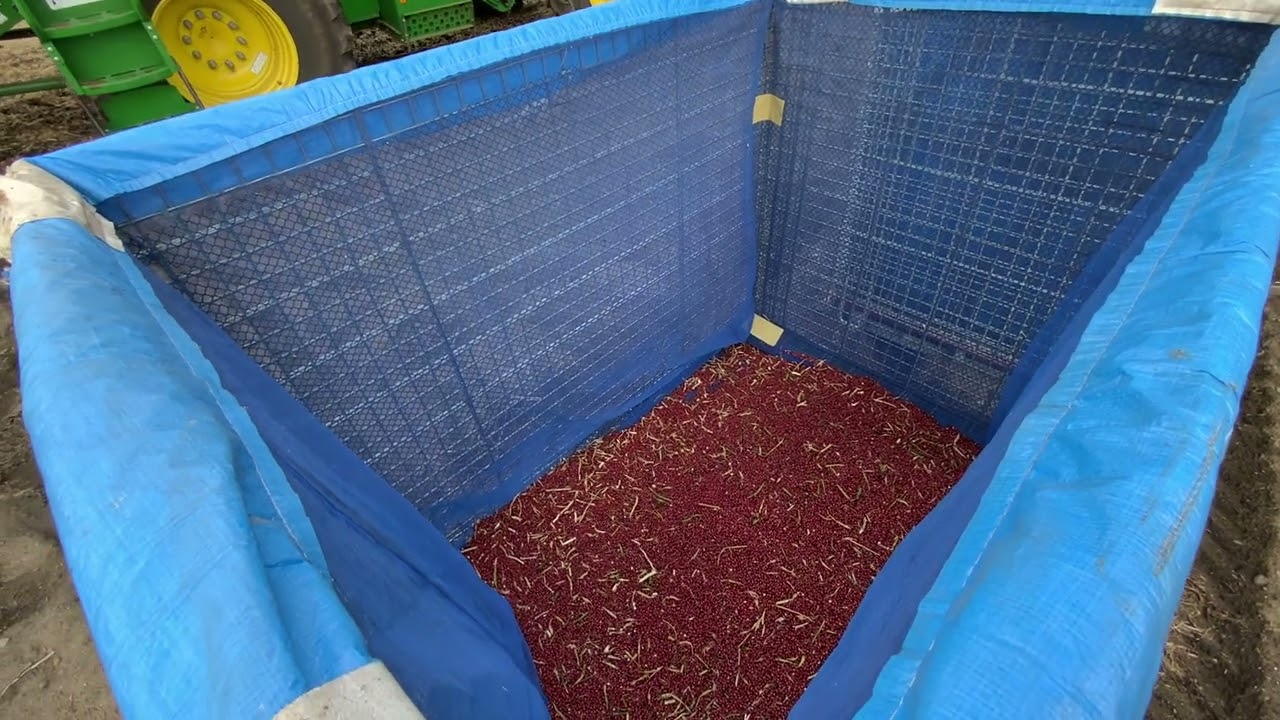 小豆・大豆収穫コンバイン収穫風景 芽室町 N様 01