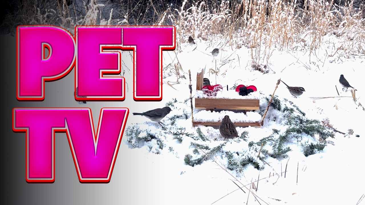HEAVY Snow Day Pet TV No Ads! 🐶 (Cats & Dogs) 🐱 2026