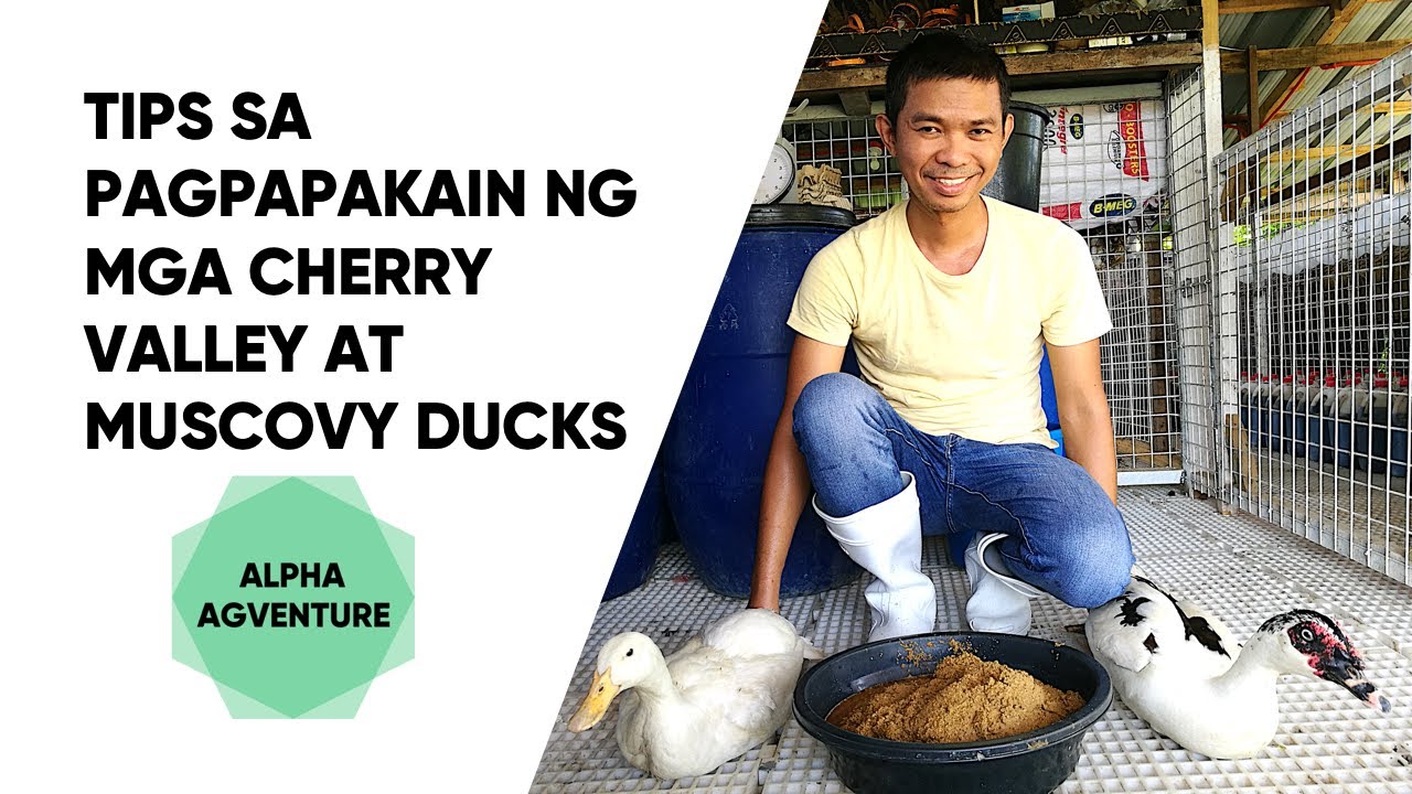 Tips sa Pagpapakain ng mga Pekin Ducks at Muscovy Ducks