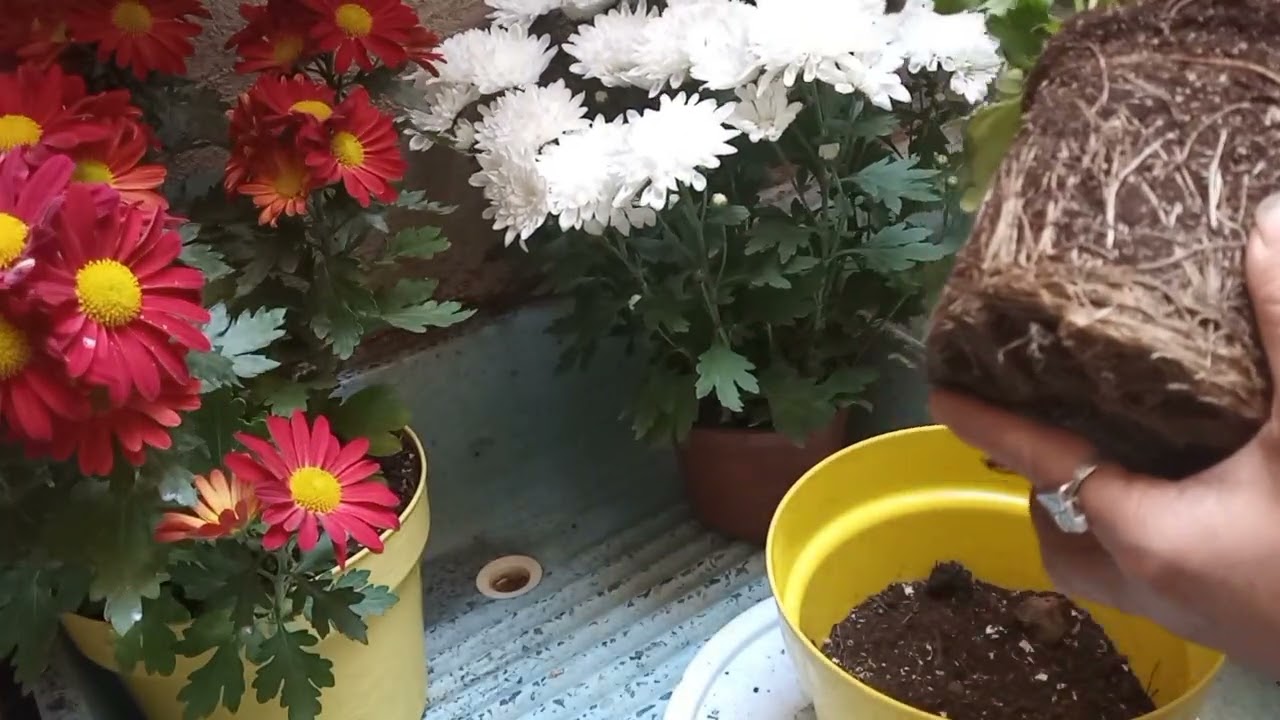 NUEVOS TRASPLANTES  🌺🌷🏡