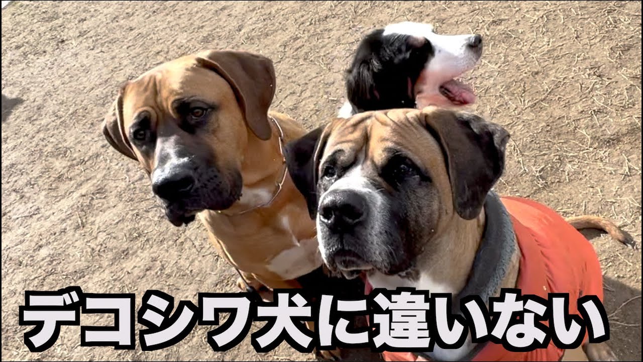 偽物土佐犬と本物土佐犬