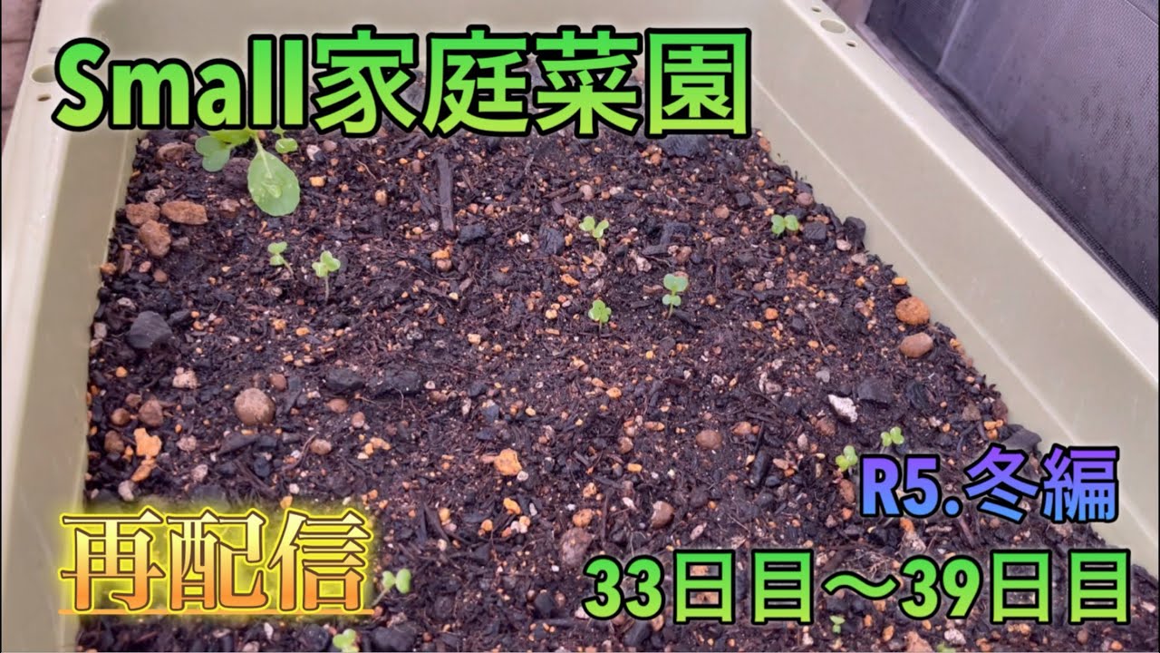【再配信】small家庭菜園（r5冬編）32日目〜39日目