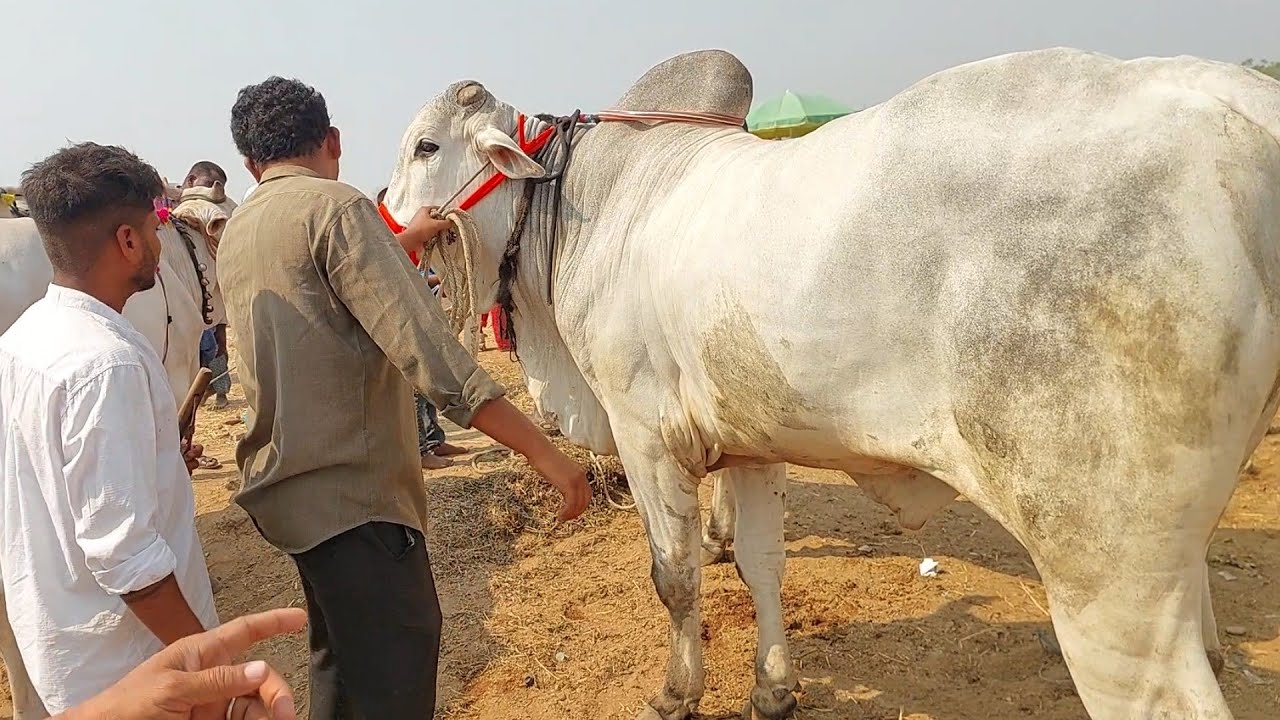 పెబ్బేరు సంతలో ఒంగోలు కోడెలను మార్చుకోవడానికి చూస్తున్న రైతులు | Biggest Ongole Bull 🐂