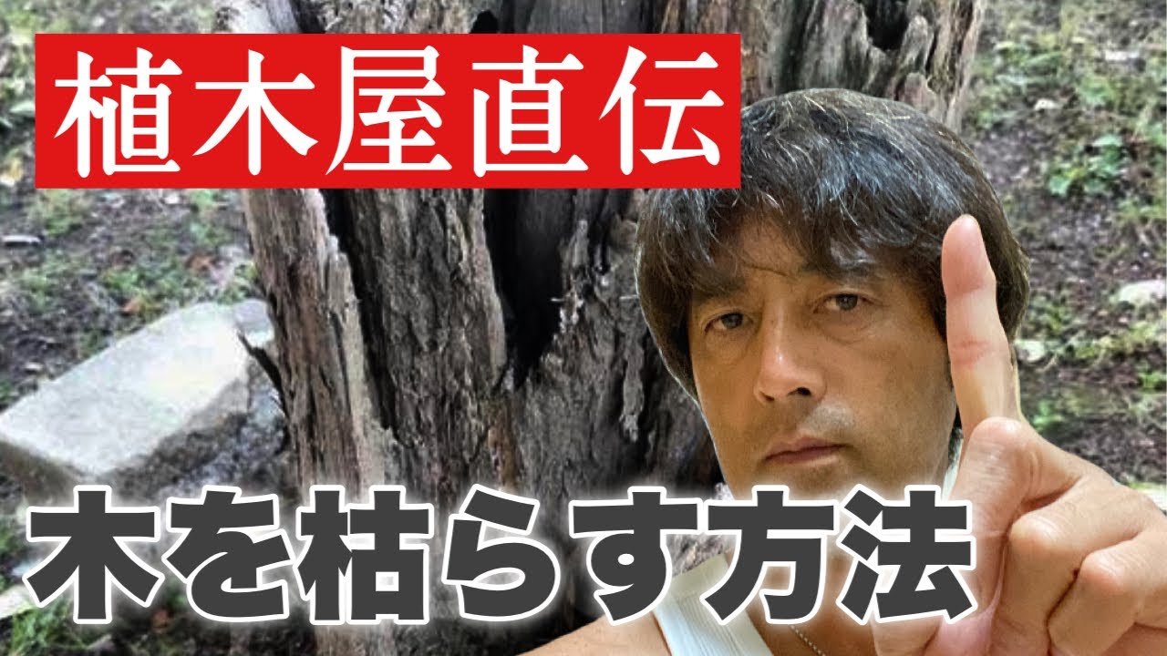 木を枯らしたい方（木を枯らす方法）作業動画で詳しく解説。