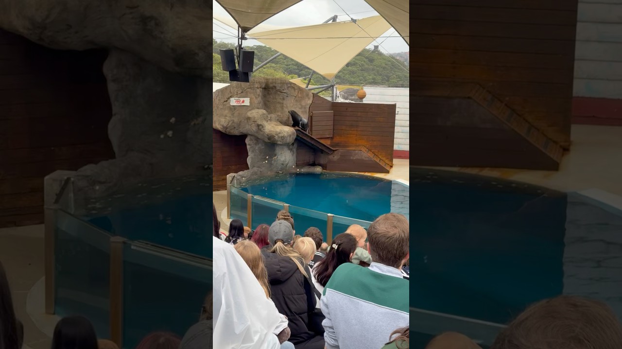 Seal show at Taronga Zoo animals #cuteanimals #SealShow  #TarongaZoo  #SydneyZoo #australiazoo