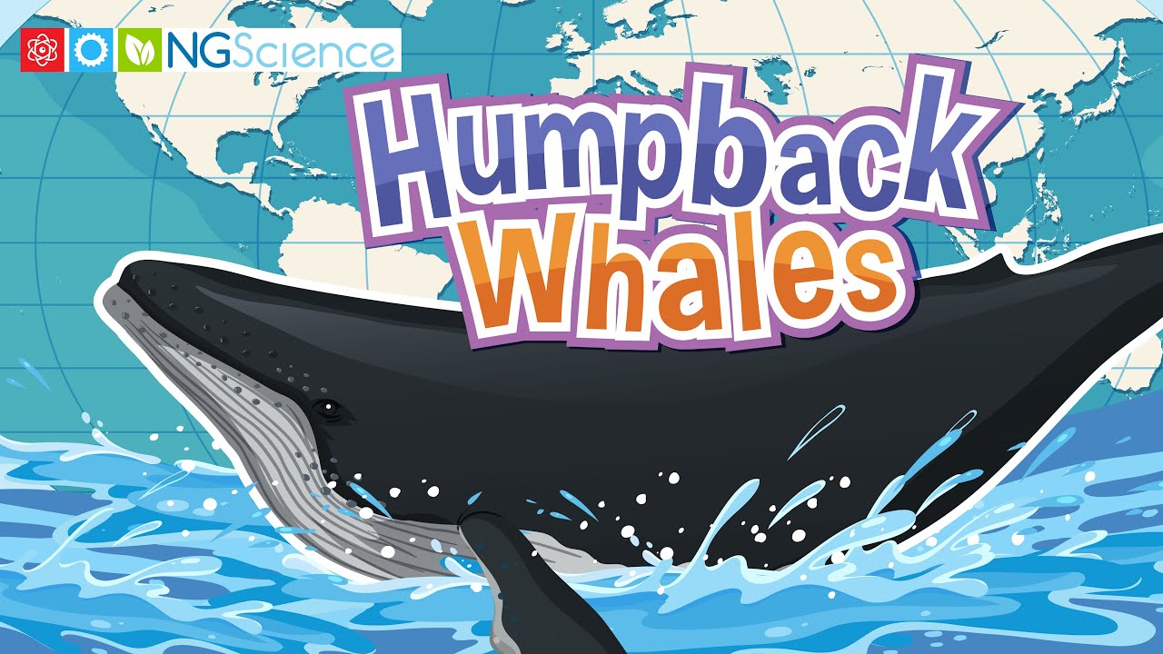 Humpback Whales