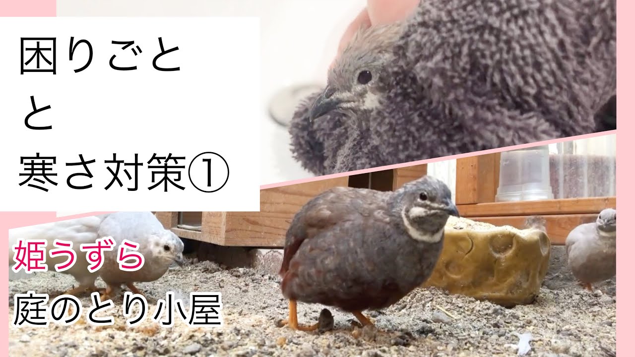 【姫うずら】とり小屋飼育のちょっと困りごと。と、冬の寒さ対策① ⚠︎ミルワーム(虫)が登場します。苦手な方ご注意ください。