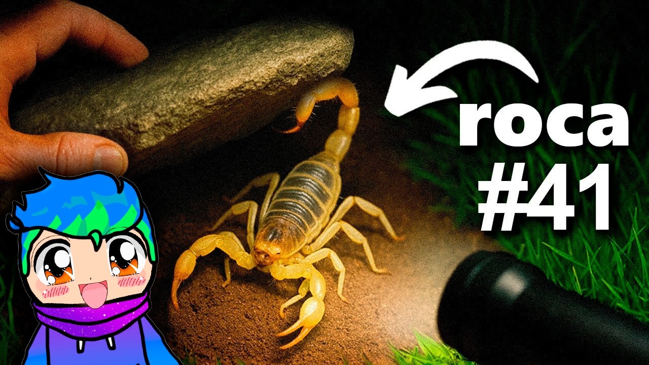 Volteé 100 rocas de Noche, Esto Fue lo Que Encontré 🦂😱/ Carlos Infinito REACCIONA TerraVerde