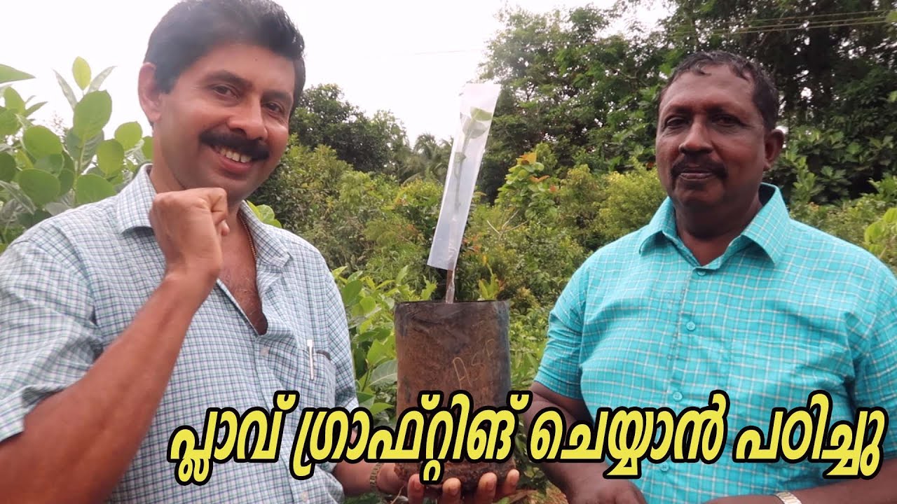 പ്ലാവ് ഗ്രാഫ്റ്റിങ് ചെയ്യുന്ന വിധം കാണാം Jackfruit Tree Grafting Easy Way