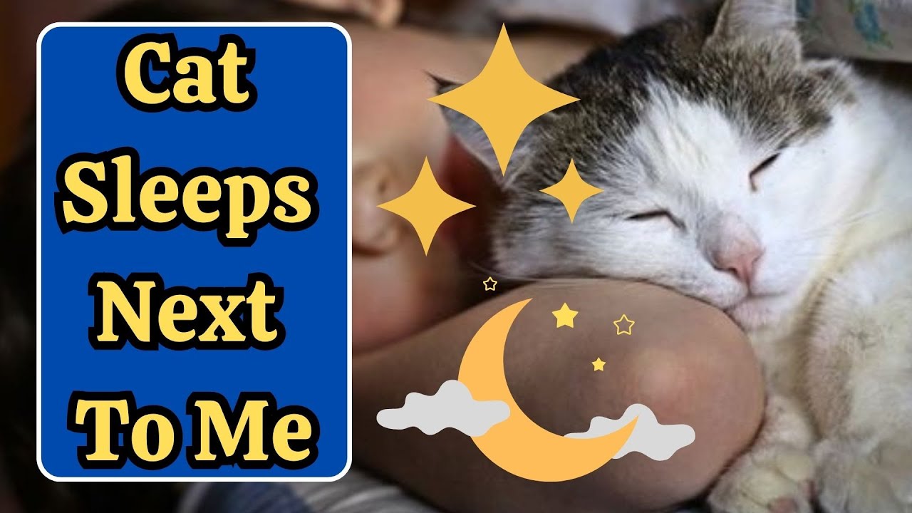 Why Does My Cat Follow Me To Bed?