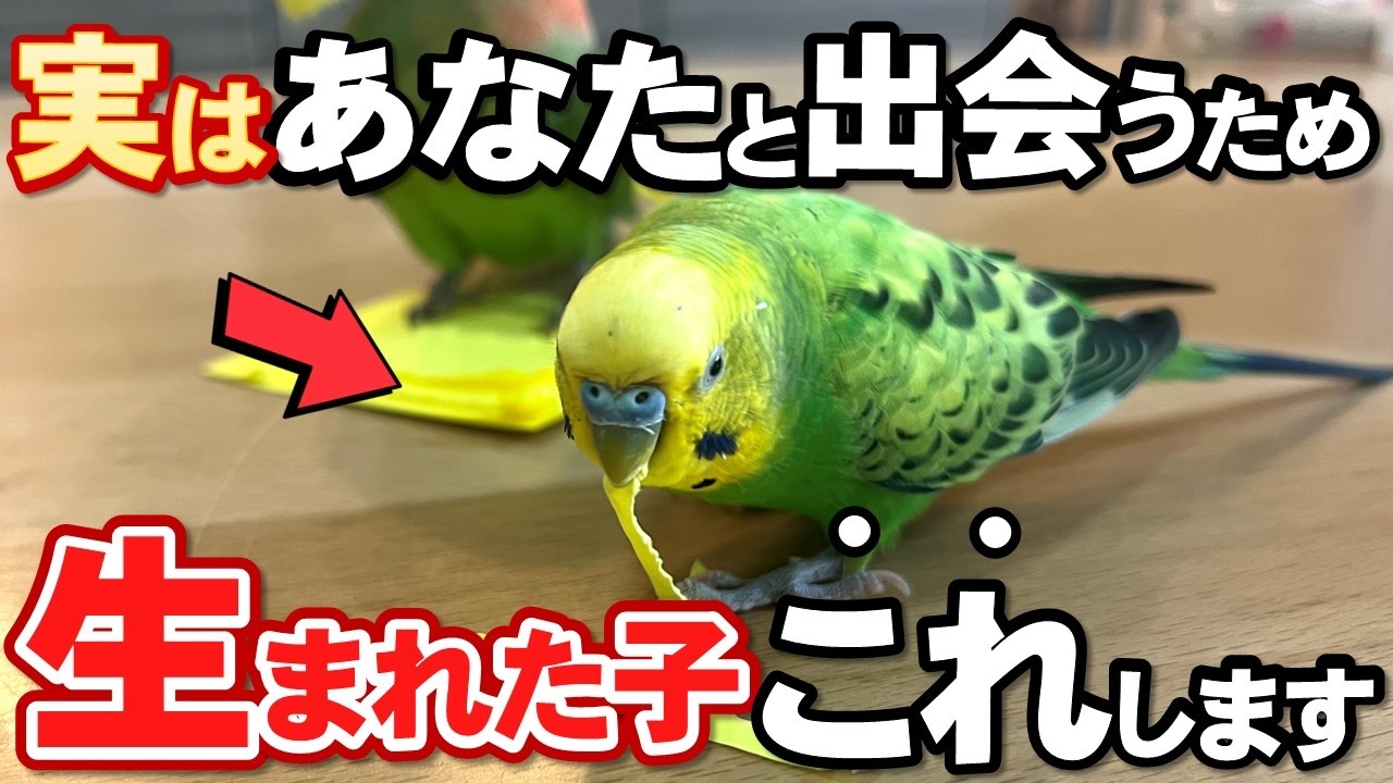 【感謝】セキセイインコがあなたを選んだ本当の理由