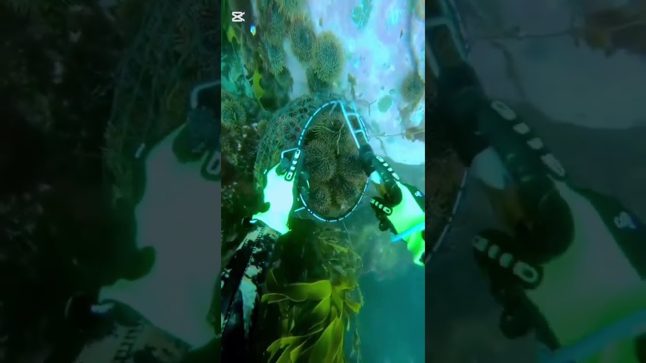 Unbelievable Deep Sea Discovery! Hidden World Under the Ocean 