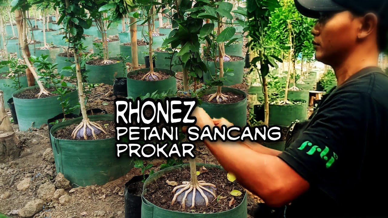 PETANI SANCANG PROKAR DENGAN KETELATENAN TINGGI‼MAS RONEZ PEKALONGAN