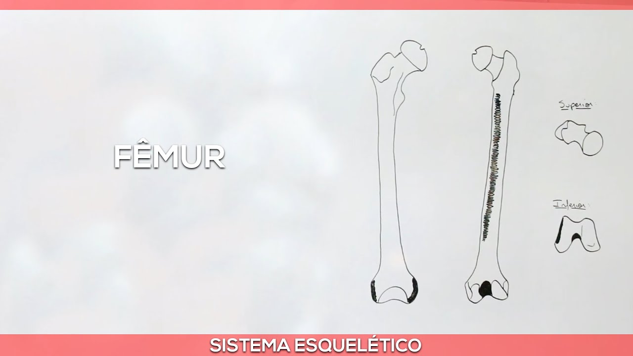Sistema esquelético: Fêmur