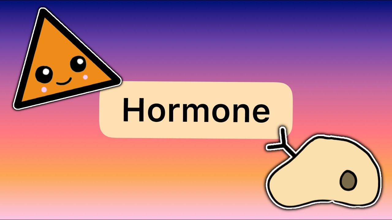 Was sind HORMONE? - Das Endokrine System