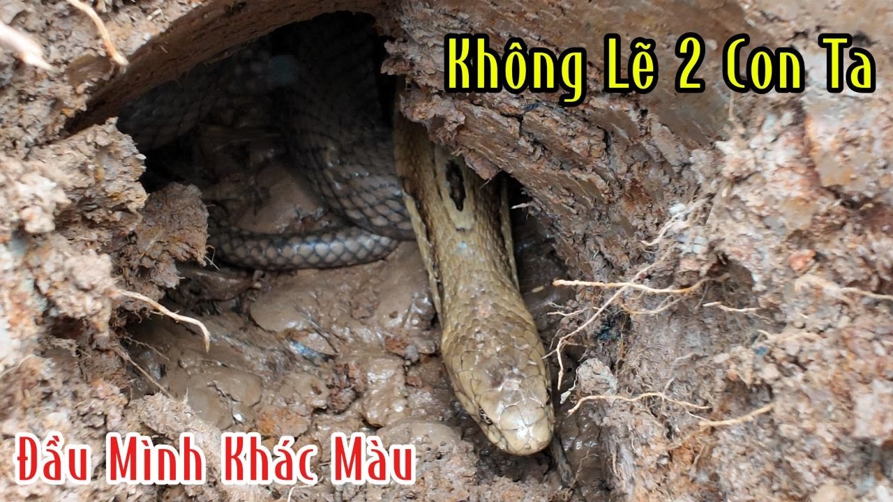 Hình Như Cái Hang Này 2 Con Ha Gì Đó 2 Màu Khác Nhau Mà | Mười Thương Săn Bắt