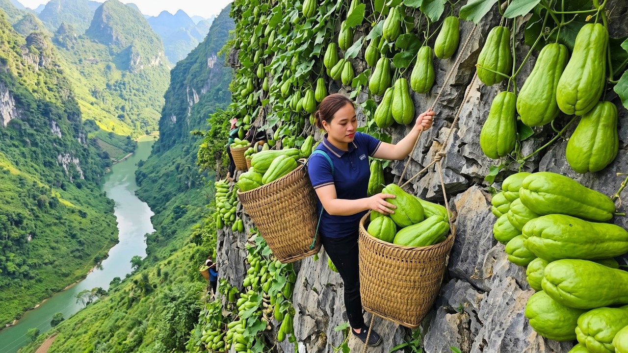 Harvesting Giant Chayote To Sell At The Rural Market &ndash; Growing Fresh Organic Vegetables