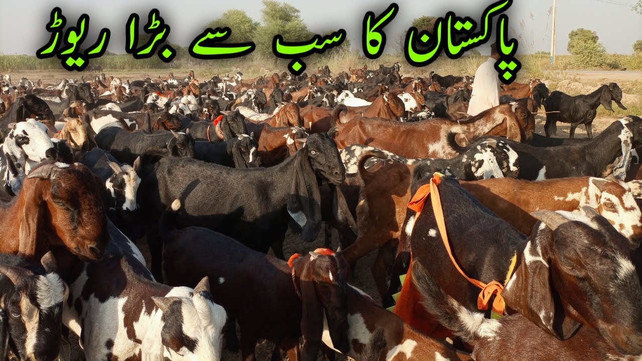 Pakistan's Most Biggest Goat Farm In Sahiwal _ Beetal Goat Farming In Punjab