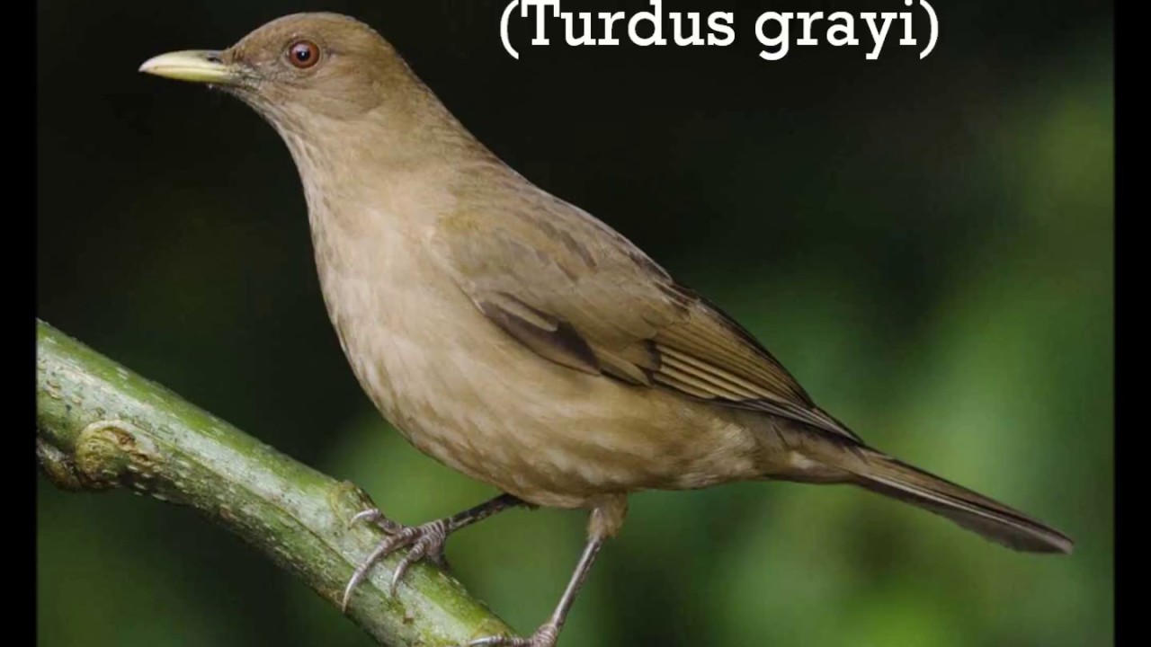 Clay-colored Thrush