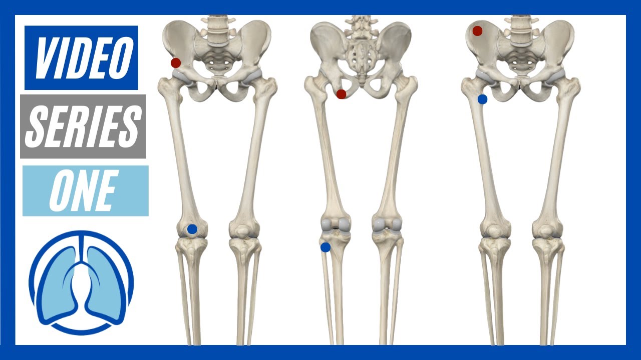 Lower Extremity Part One: Action, Origin, Insertion & Innervation