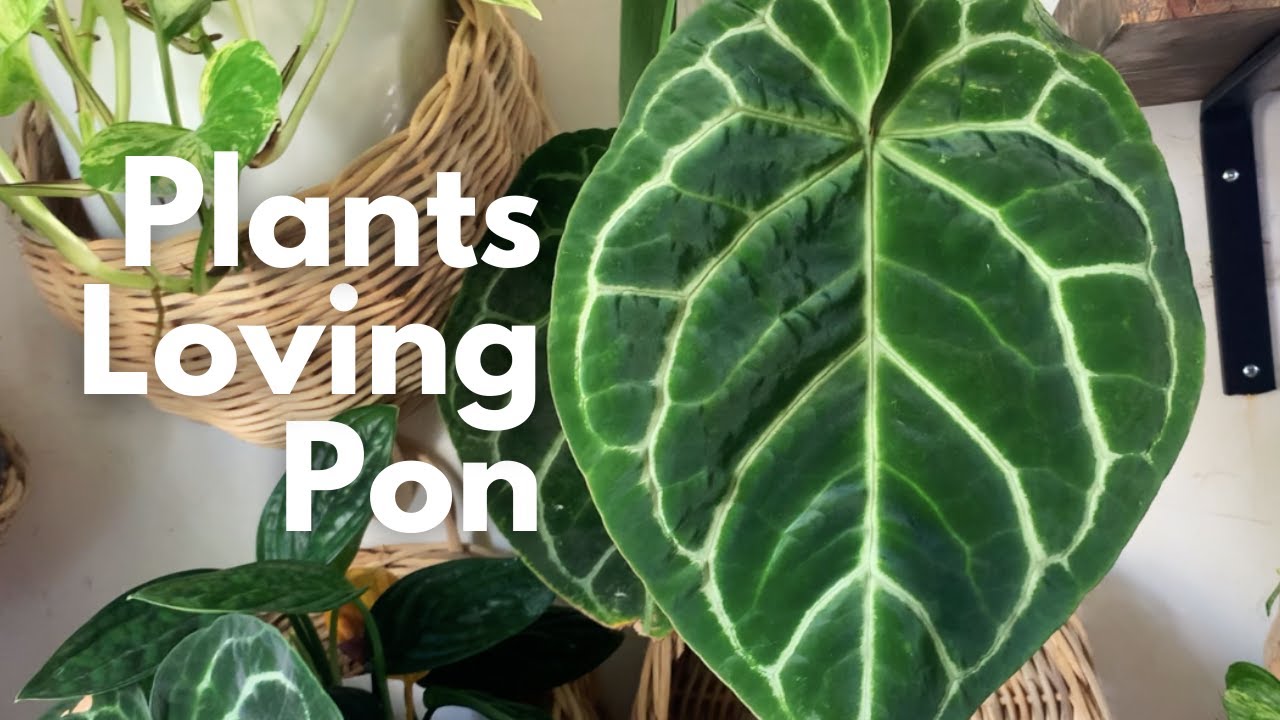 6 Plants That Love DIY Pon | Houseplants That Are Thriving In Lechuza Pon