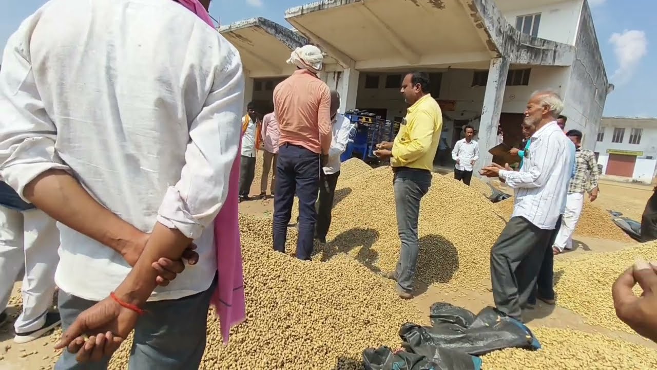 Price of peanuts in Jhansi market, live Dak Boli