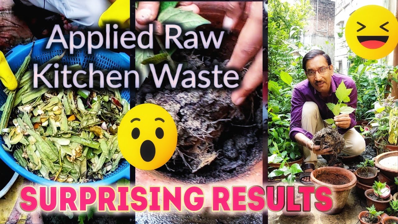 Applied Raw Kitchen Waste in Plants, See What happens next. Really Results might Surprise you.