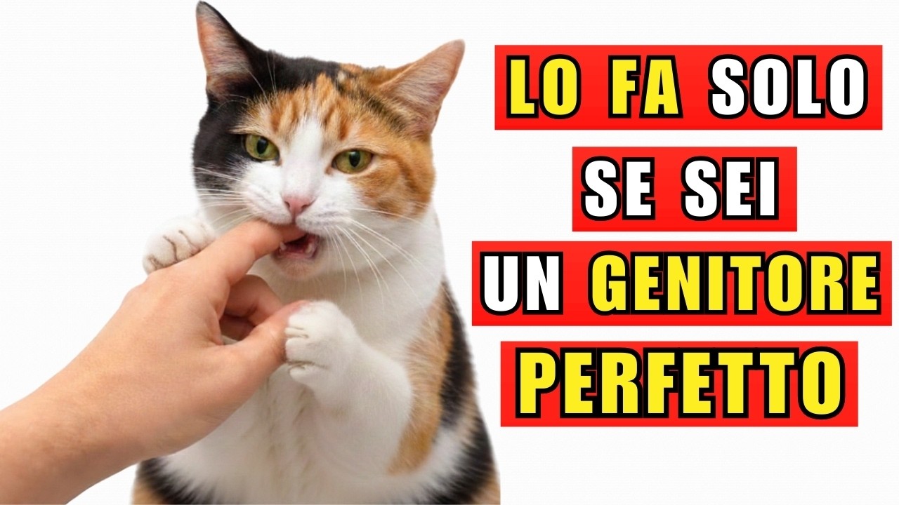20 cose che il tuo gatto fa solo se sei il genitore migliore del mondo