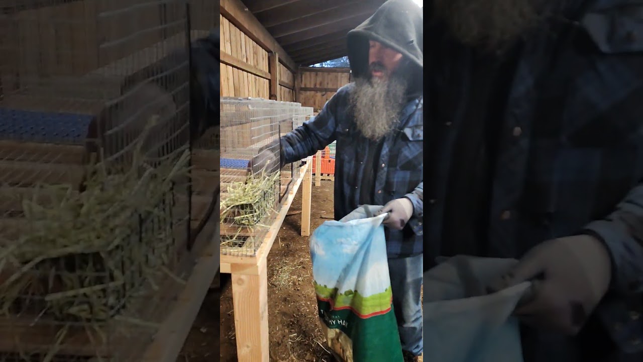 The beginning of our D'argent Rabbitry! Full video this Sunday! #homestead  #rabbitry #farmtotable