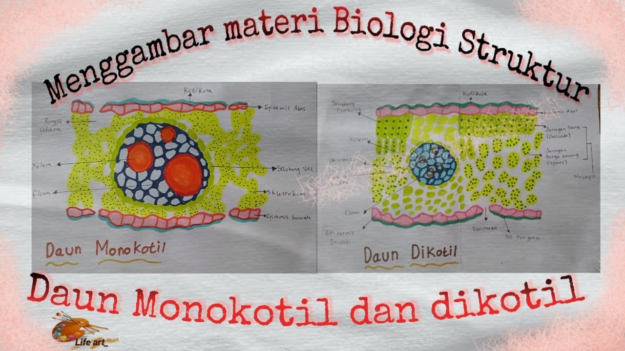 menggambar materi biologi Daun Monokotil dan dikotil| #lifeart #art #biologi #ipa #tiktok #tutorial