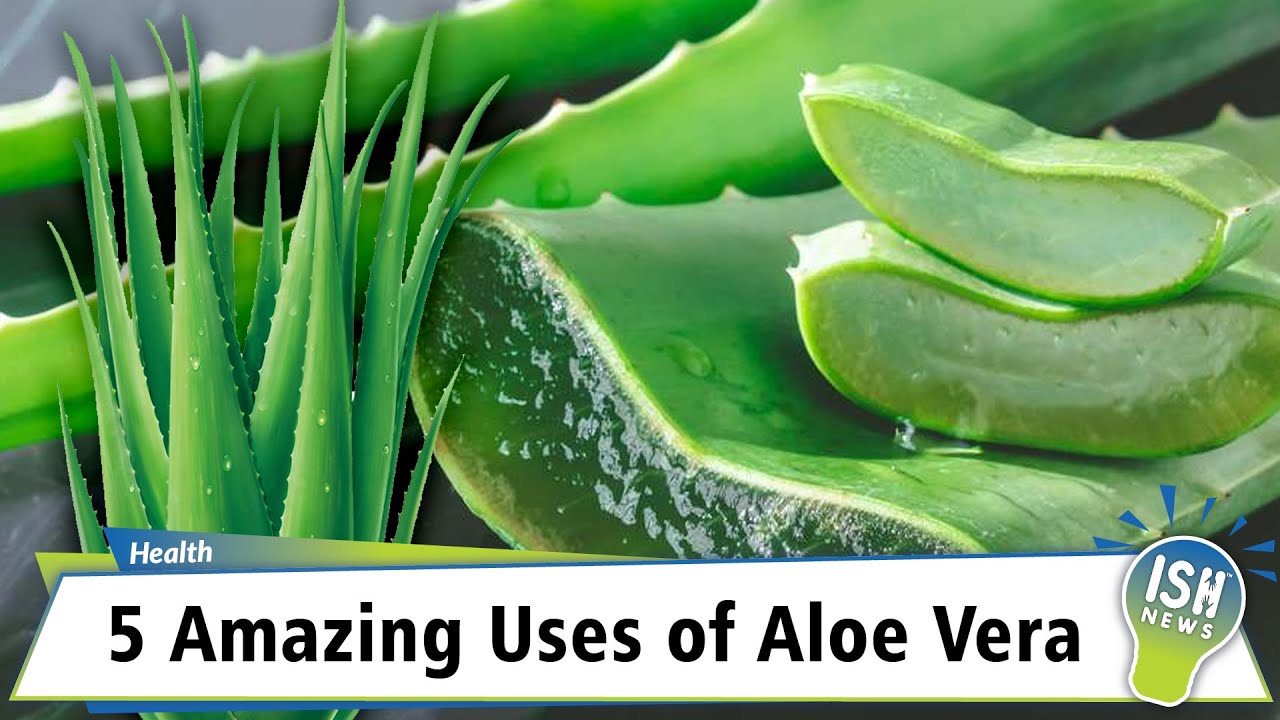 5 Amazing Uses of Aloe Vera