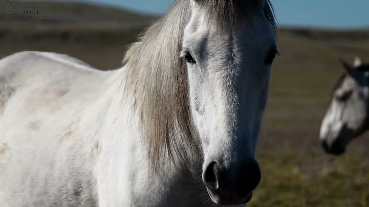 Spirit kämpft - Wildpferde - Unsere Herde