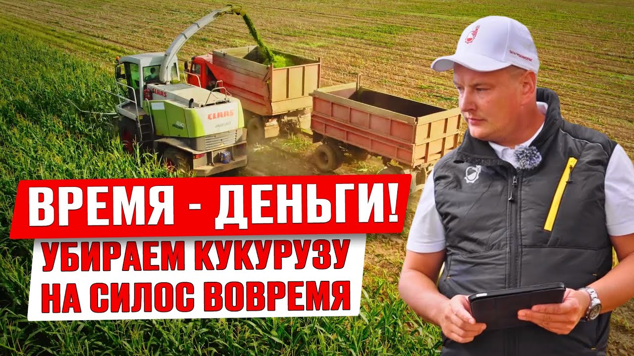 Когда начинать уборку? | Уборка кукурузы на силос | Заготовка кормов