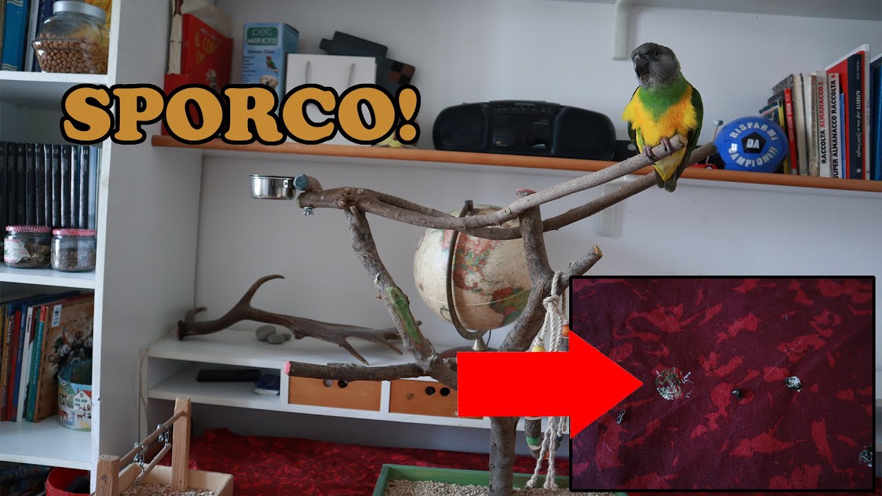 COME EVITARE che il PAPPAGALLO SPORCHI per CASA. Si può??