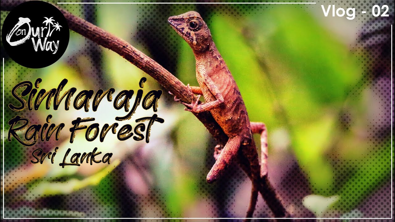 Sinharaja Rain Forest -  Sri Lanka┃ Vlog 02┃සිංහරාජයේ සිංහයෝ 🇱🇰