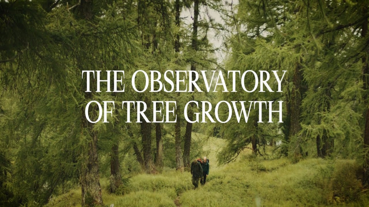 Lötschental - the observatory of tree growth