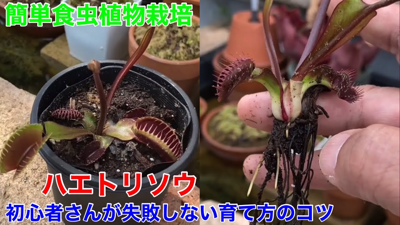 ハエトリソウを枯らさない為の植え替えと育て方のコツ。