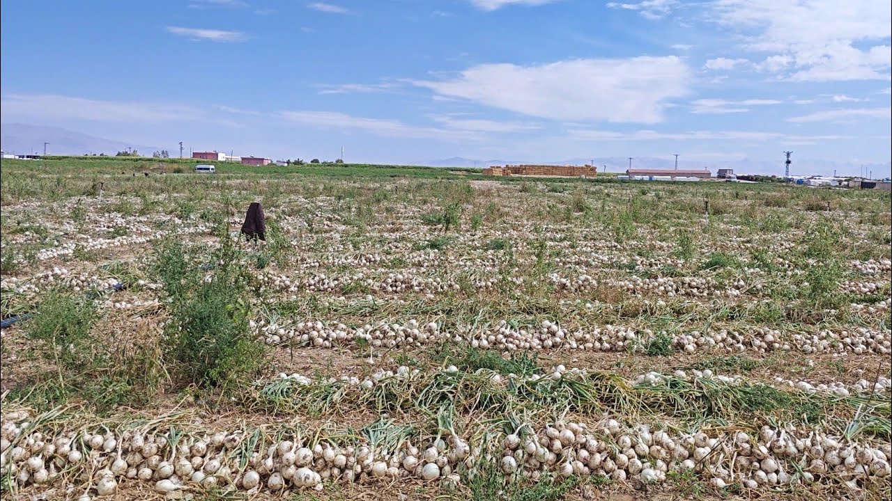 soğan hasadı nasıl yapılır
