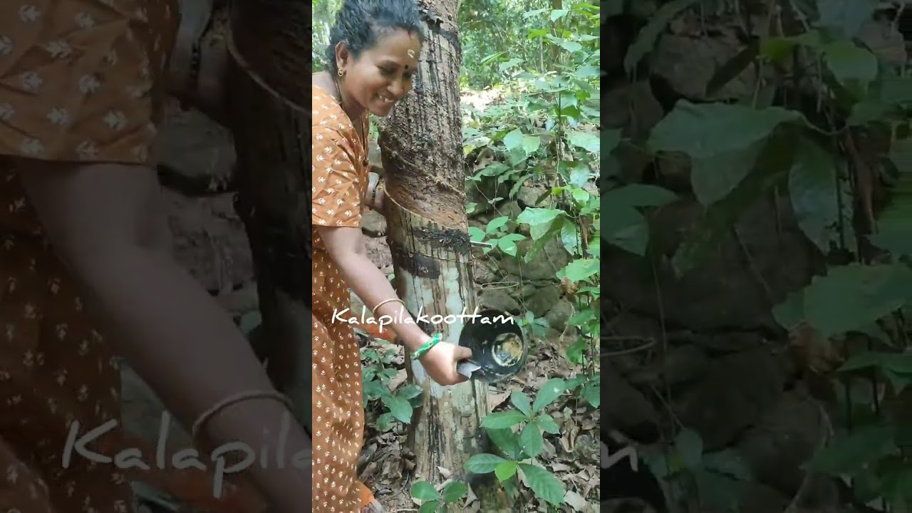 റബ്ബർ വെട്ടാൻ പഠിക്കാം | കലപില കൂട്ടം | nostalgia |