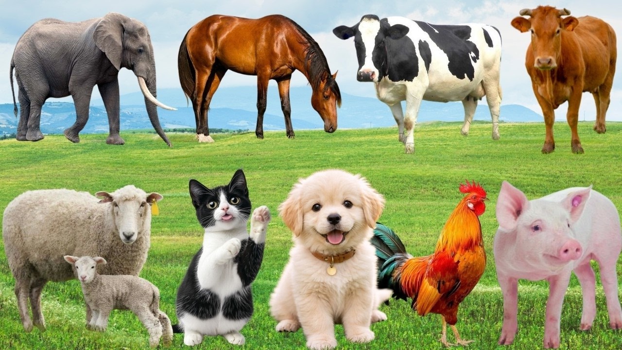 The Countryside Filled with a Song of Happiness  Dog Cat Pig & Chicken Harmoniously | FarmAnimal🐶🐱🦆🐓