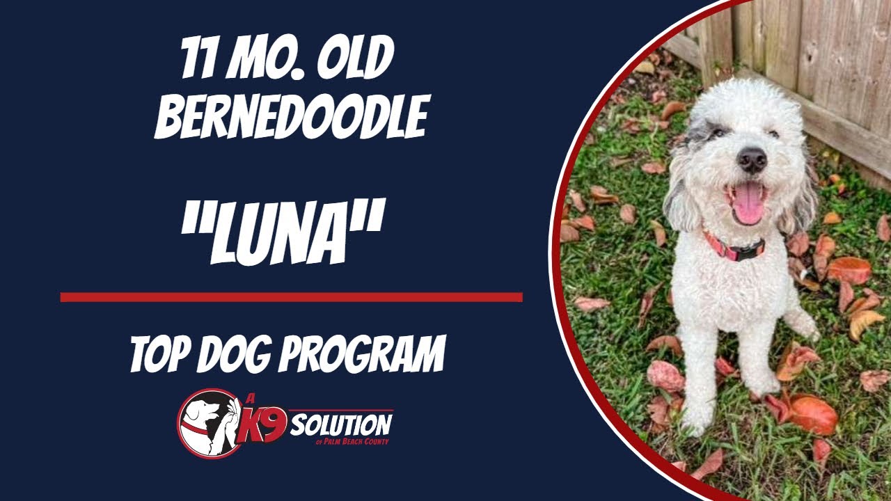 🐶Dog Trainers/Training South Florida & Arizona / Bernedoodle 'LUNA' 🦮