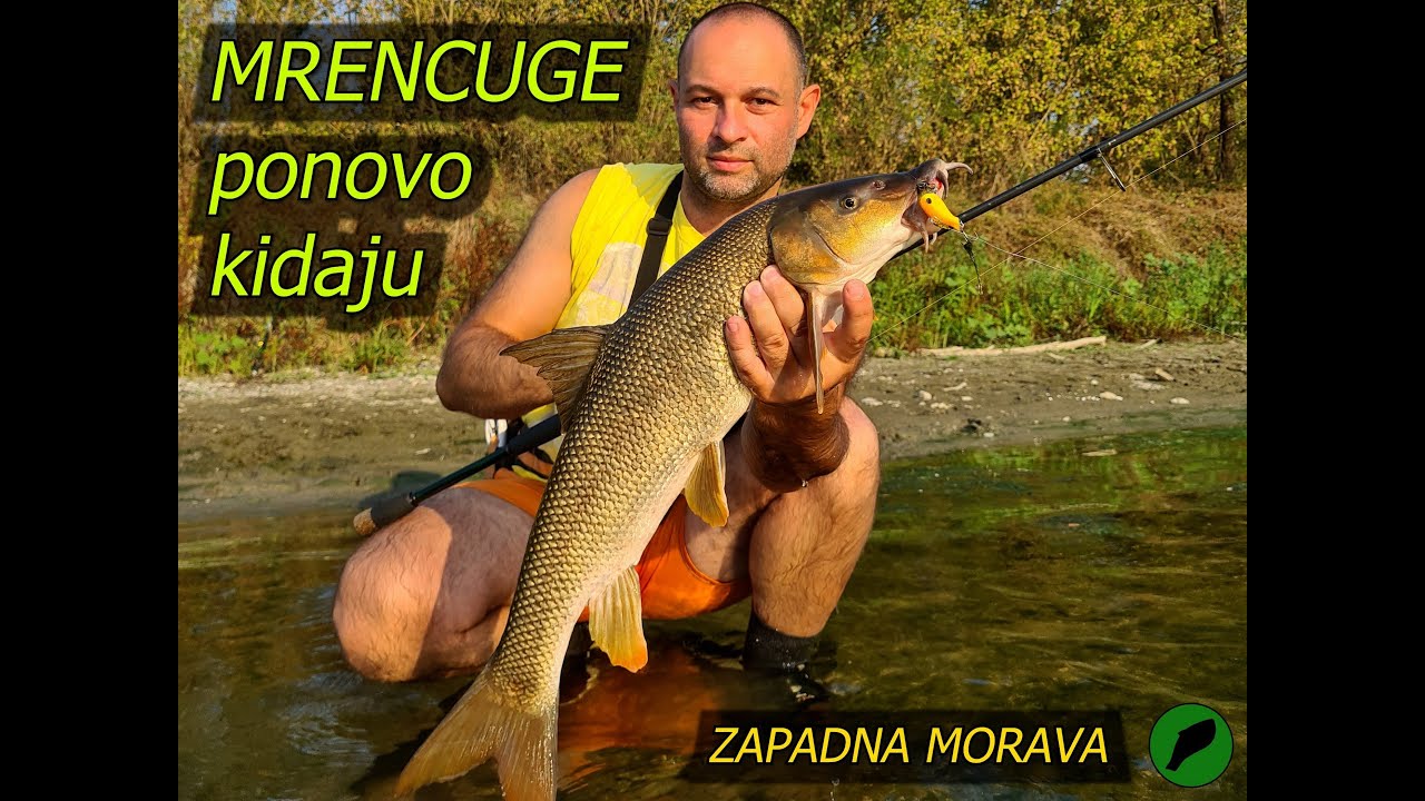 MRENE napadaju kao LUDE // mala glavinjara je zakon 😉