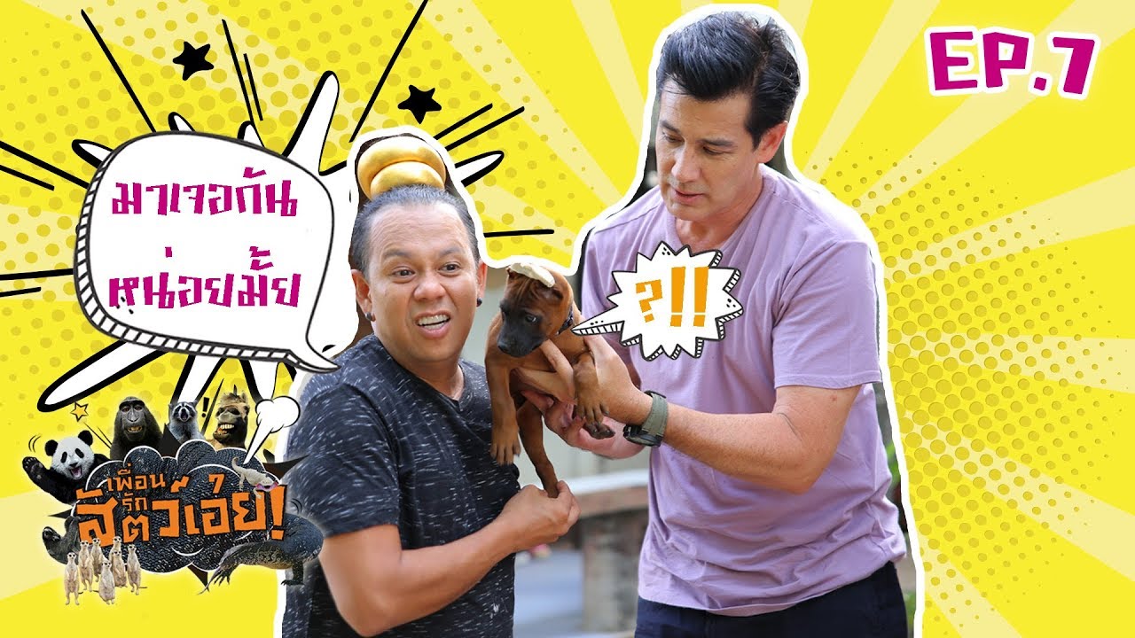 Thai Ridgeback dog สุนัขพันธุ์ไทยหลัง เพื่อนรักสัตว์เอ๊ย l EP.7