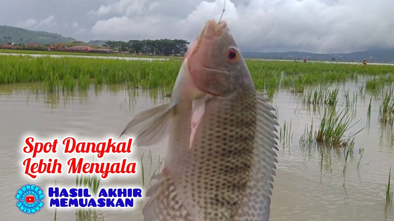 Spot Dangkal Lebih Menyala ‼️ Mancing Rawa Pening Terbaru @mboncengmancing #90