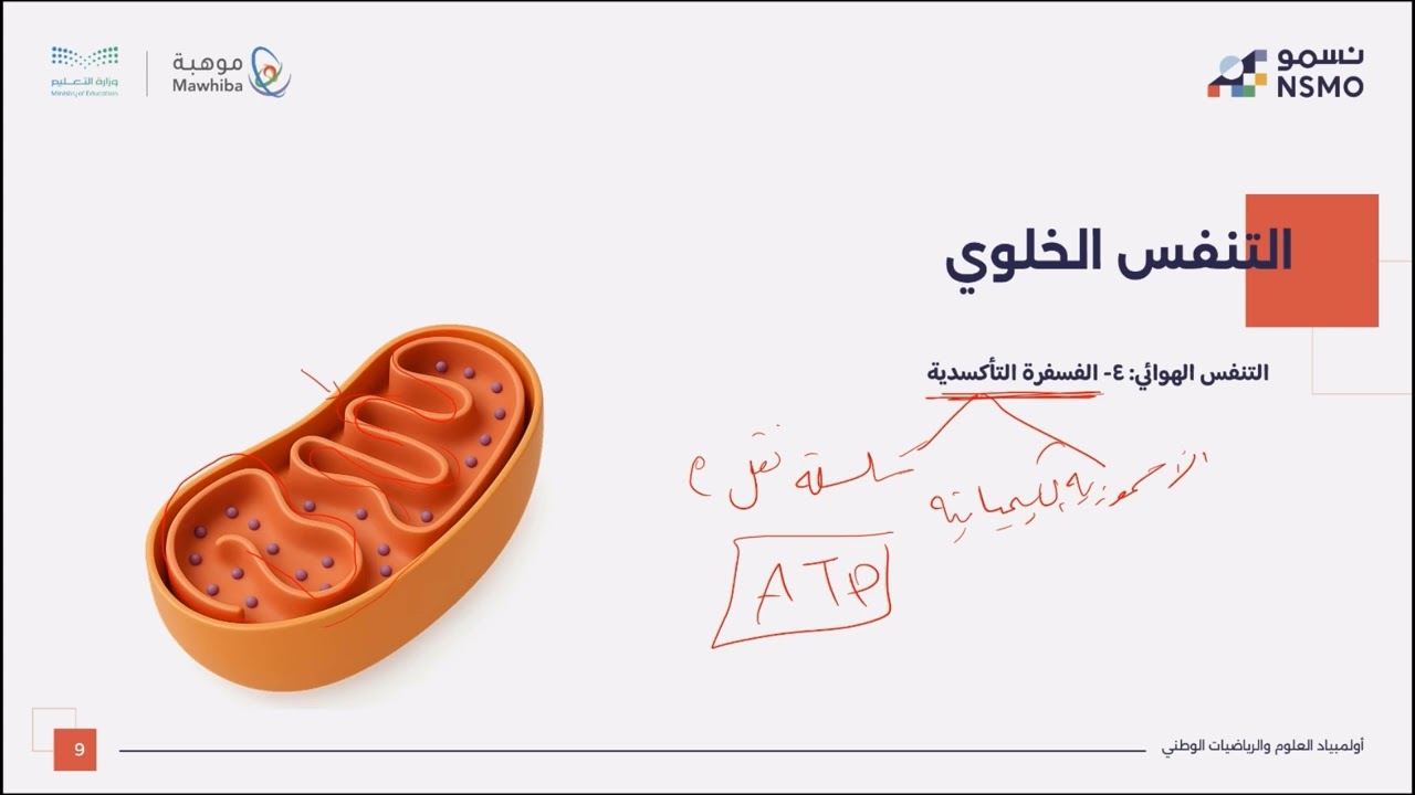 أولمبياد نسمو -تخصص علوم/الأحياء- الدرس الثالث عشر التنفس الخلوي 2