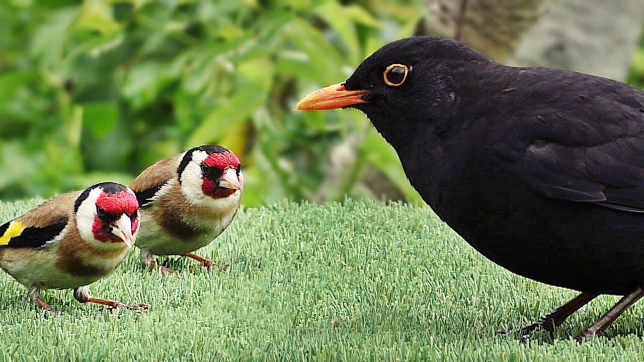 For Cats and People to Watch - Beautiful Garden Birds