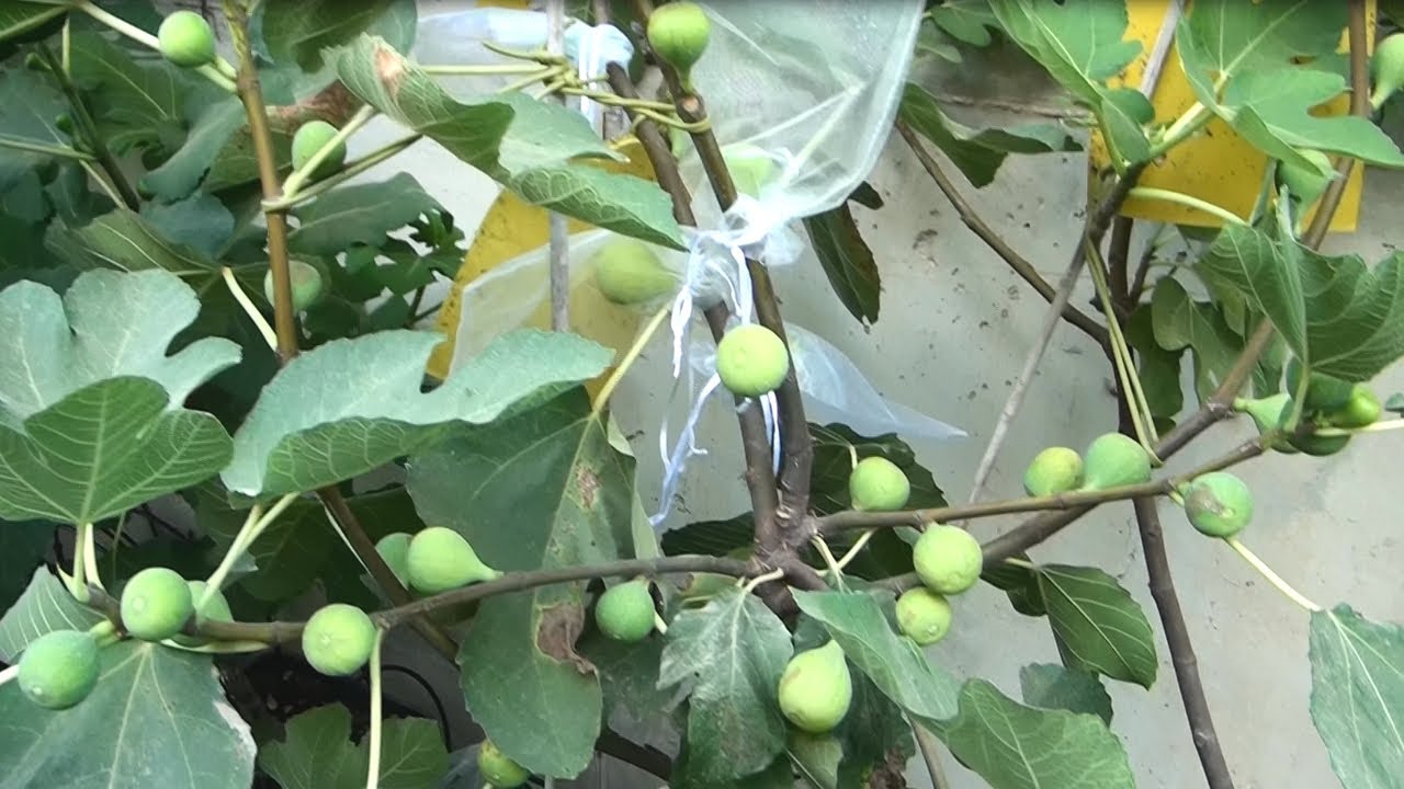 Kadota figs - highly productive in Israel too!